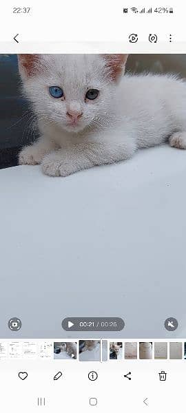 odd eye persian kittens for sale 0