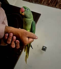 raw parrot