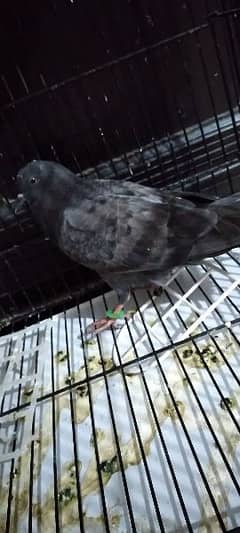 pigeon Neela