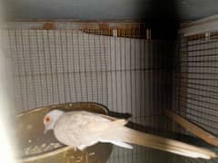 red Dove breeder pair