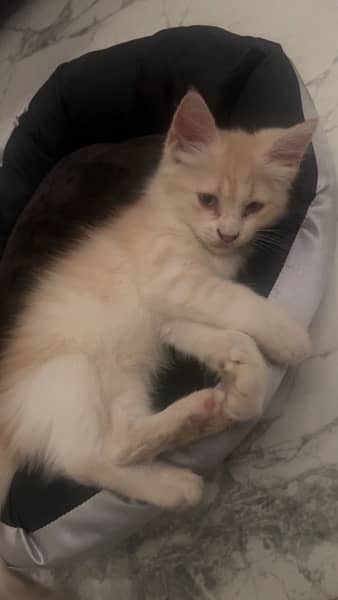 sell my kitten 2