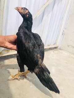 Top quality muskhi 2 female ready to breed 0