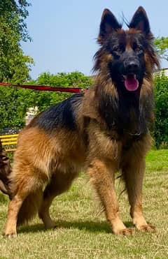 German shepherd male full long cort show class male