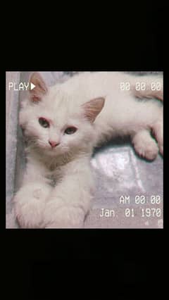 5 months old Litter trained, white persian,