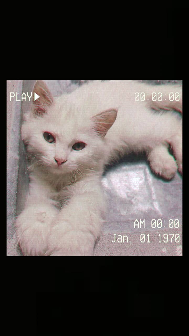 5 months old Litter trained, white persian, 0