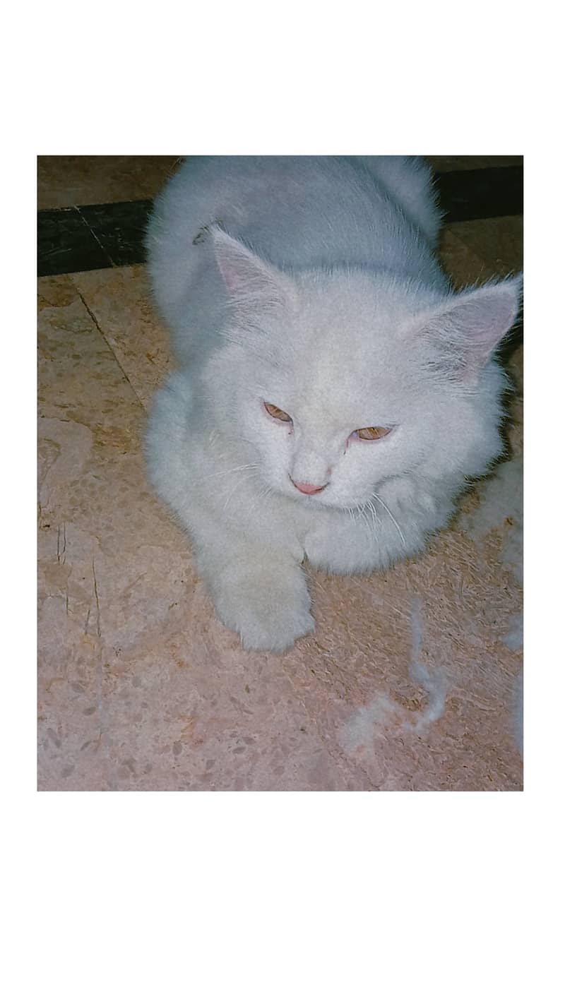 5 months old Litter trained, white persian, 1