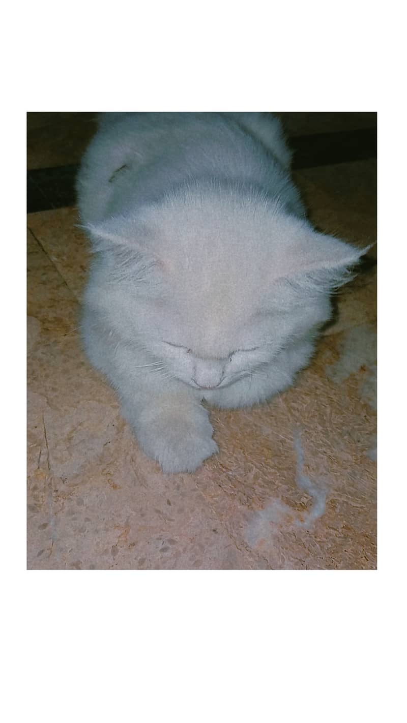 5 months old Litter trained, white persian, 2