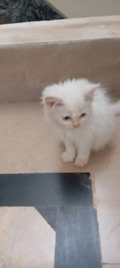 kittens for sell