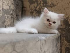 pure white Persian cat