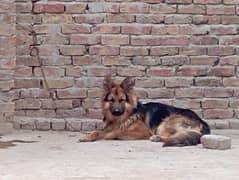 german Shepherd