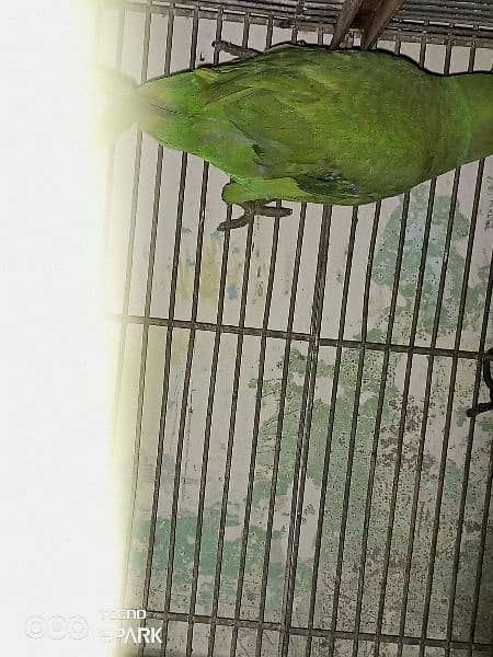 ringneck female 5