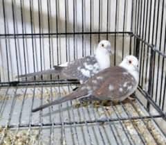 dimand Pied dove pair exchange possible with white java pair