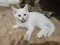 Persian Cat Double coat  billi ha Brand new 0