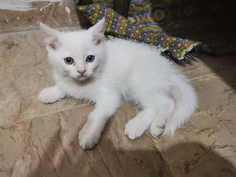 Persian Cat Double coat  billi ha Brand new 4