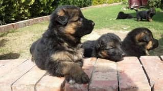 German shepherd pups old shepherd breed