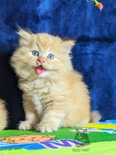 Persian cat for sale 2 month WhatsApp number 03267483089