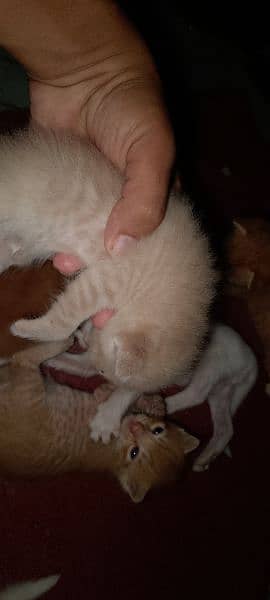 female cat and 6 kitten 3 golden 1 yellow 2 white 0