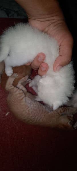 female cat and 6 kitten 3 golden 1 yellow 2 white 1