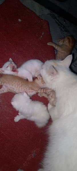 female cat and 6 kitten 3 golden 1 yellow 2 white 3