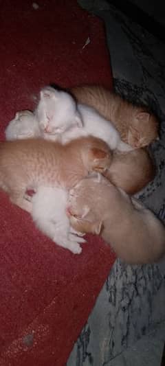 female cat and 6 kitten 3 golden 1 yellow 2 white