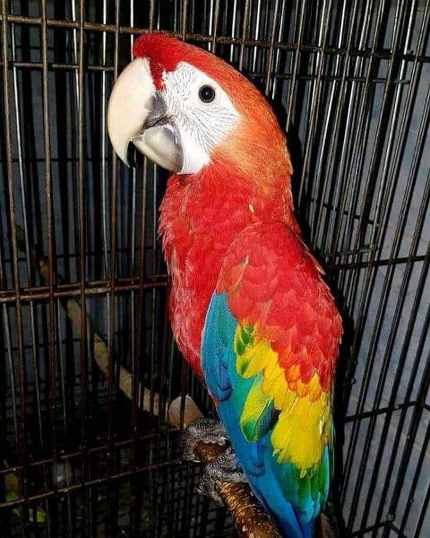 redmi ka parrot chicks for sale 03150480201 1