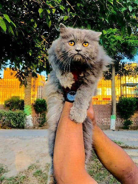 Persian Punch face triple coat cat Kitten 12