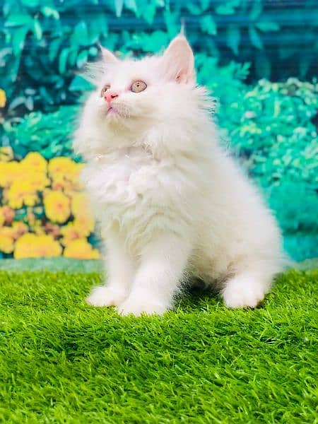 Persian Punch face triple coat cat Kitten 16