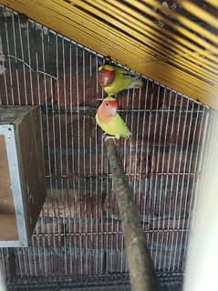 love bird pair