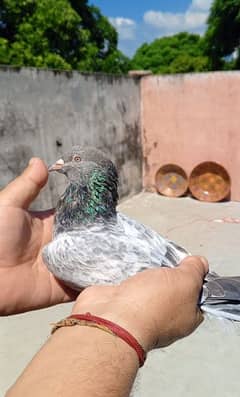 imam din pigeon