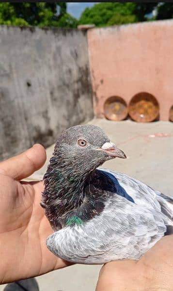 imam din pigeon 1