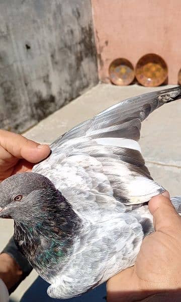 imam din pigeon 3