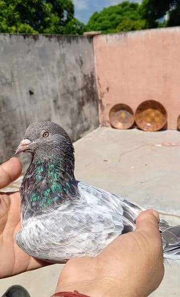 imam din pigeon 4