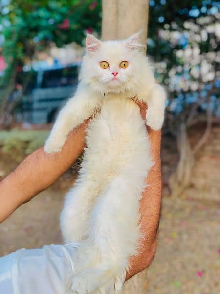 Persian Punch face triple coat cat Kitten 6