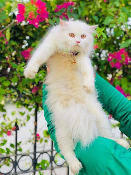 Persian Punch face triple coat cat Kitten 9