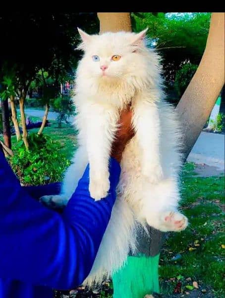 Persian Punch face triple coat cat Kitten 11