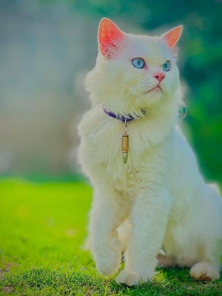 Persian Punch face triple coat cat Kitten 12