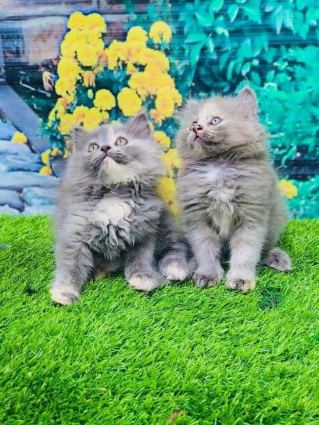 Persian Punch face triple coat cat Kitten 13