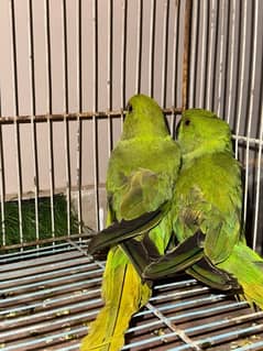 my beautiful green parrots 3 months and only rs 7000 rupees