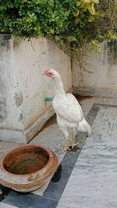 Pakistani old Blood line Heera Female