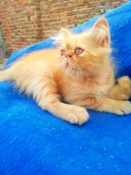 piki Female kittens. 03043583306 1