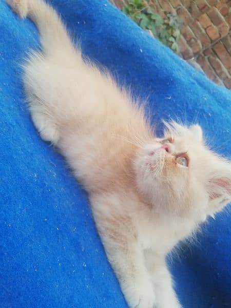 piki Female kittens. 03043583306 3