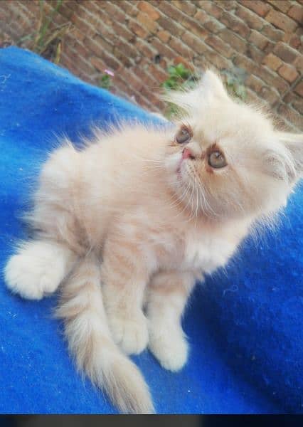 piki Female kittens. 03043583306 4