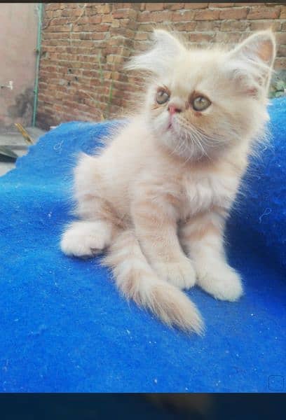 piki Female kittens. 03043583306 5