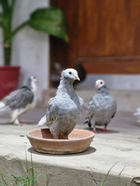 DIFFERENT BREED PAIR FOR SALE IN KARACHI 2