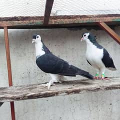 Sherazi pigeon 0