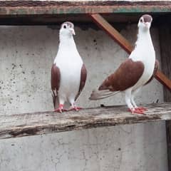 Sherazi pigeon