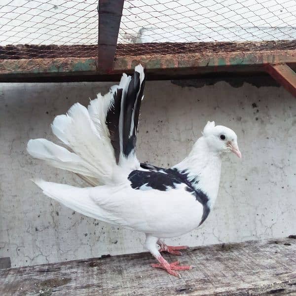 Sherazi pigeon 8