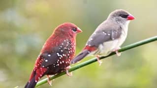 Strawberry finch healthy active