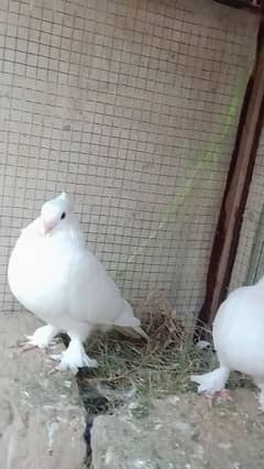 beautiful pigeon pair