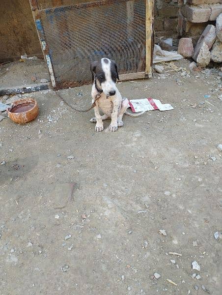 bully panter cross female high quality puppy exchange possible 0